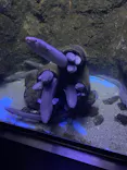 仙台うみの杜水族館に投稿された画像（2024/8/19）