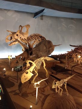 福井県立恐竜博物館に投稿された画像（2024/3/31）