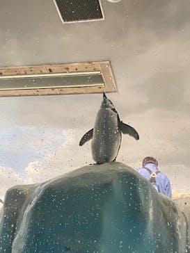名古屋港水族館に投稿された画像（2024/8/18）
