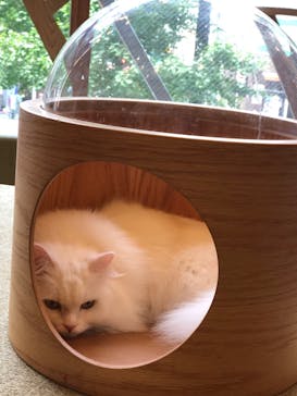 猫カフェモカ　秋葉原店に投稿された画像（2024/8/18）