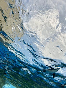 サンシャイン水族館に投稿された画像（2024/8/18）