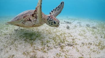 宮古島マリン GB QUESTに投稿された画像（2024/8/18）