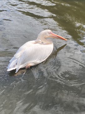 神戸どうぶつ王国に投稿された画像（2024/8/18）