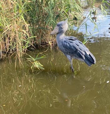 神戸どうぶつ王国に投稿された画像（2024/8/18）