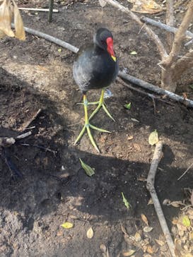 神戸どうぶつ王国に投稿された画像（2024/8/18）