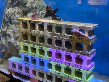 竹島水族館に投稿された画像（2024/8/18）