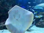 サンシャイン水族館に投稿された画像（2024/8/19）
