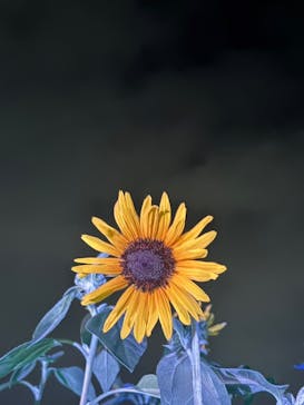 せんだい農業園芸センター　みどりの杜に投稿された画像（2024/8/18）