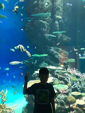 島根県立 しまね海洋館に投稿された画像（2024/8/18）