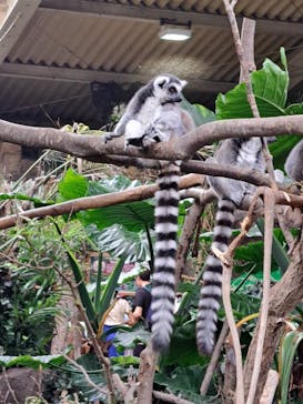 那須どうぶつ王国に投稿された画像（2024/8/18）
