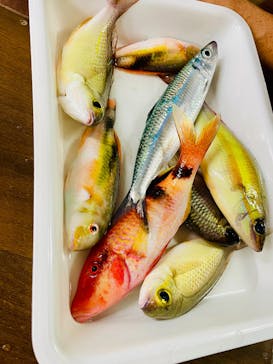 らいおん丸に投稿された画像（2024/8/18）