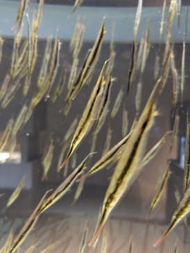 AOAO SAPPOROに投稿された画像（2024/8/19）