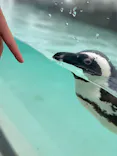 仙台うみの杜水族館に投稿された画像（2024/8/19）