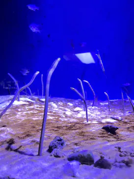 仙台うみの杜水族館に投稿された画像（2024/8/19）