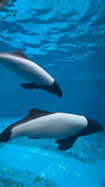 仙台うみの杜水族館に投稿された画像（2024/8/19）