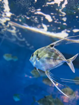 仙台うみの杜水族館に投稿された画像（2024/8/19）