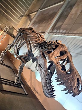 巨大恐竜展2024に投稿された画像（2024/8/19）