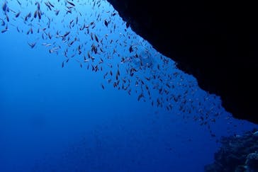 アクアティックアドベンチャーに投稿された画像（2024/8/19）