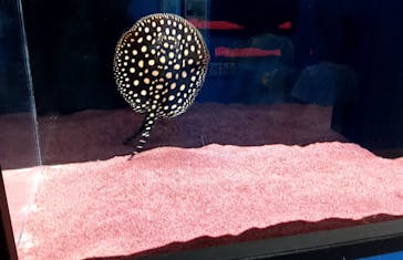 ゆるゆる図鑑　アマゾン展に投稿された画像（2024/8/19）