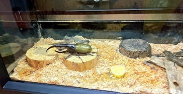 ゆるゆる図鑑　アマゾン展に投稿された画像（2024/8/19）