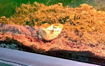 ゆるゆる図鑑　アマゾン展に投稿された画像（2024/8/19）