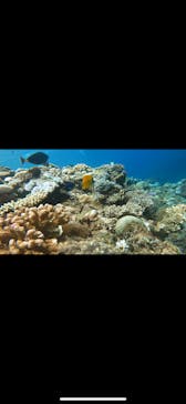 武藤潜水に投稿された画像（2024/8/19）