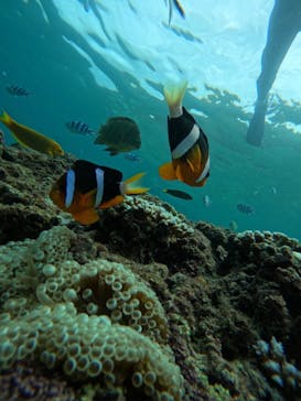 武藤潜水に投稿された画像（2024/8/19）