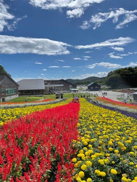 たんばらラベンダーパークに投稿された画像（2024/8/19）