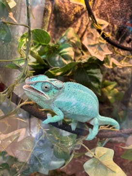 いきもの探検隊上尾に投稿された画像（2024/8/19）