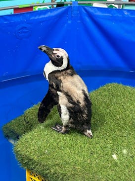 いきもの探検隊上尾に投稿された画像（2024/8/19）