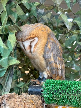 いきもの探検隊上尾に投稿された画像（2024/8/19）