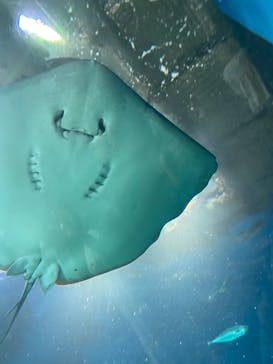 マクセル アクアパーク品川に投稿された画像（2024/8/19）