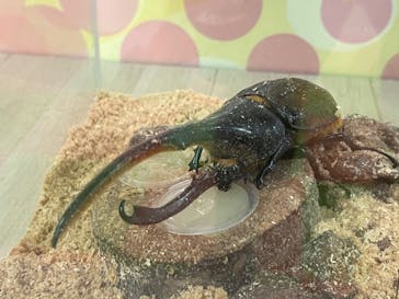 JOYPOLIS 特別イベントスペースに投稿された画像（2024/8/19）