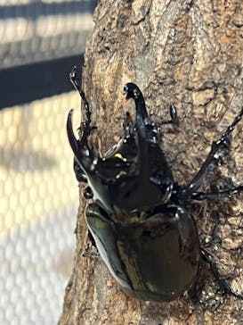 JOYPOLIS 特別イベントスペースに投稿された画像（2024/8/19）