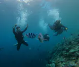 武藤潜水に投稿された画像（2024/8/19）