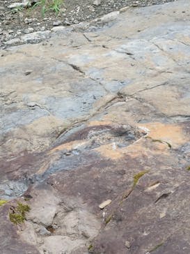 福井県立恐竜博物館に投稿された画像（2024/8/19）