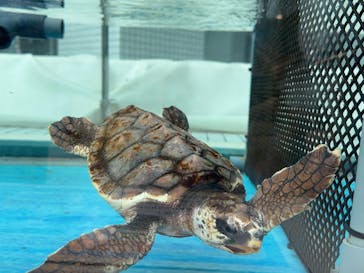 名古屋港水族館に投稿された画像（2024/8/19）
