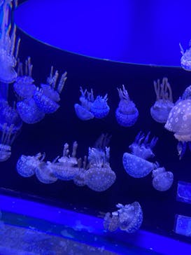 しながわ水族館に投稿された画像（2024/8/19）