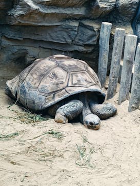 恩賜上野動物園に投稿された画像（2024/8/19）