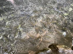 長瀞 古沢園に投稿された画像（2024/8/19）