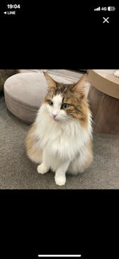 猫カフェモカ　渋谷公園通り店に投稿された画像（2024/8/19）