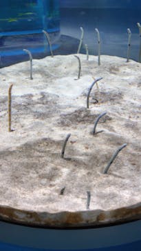 AQUARIUM × ART　atoaに投稿された画像（2024/8/19）