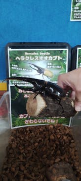 いきもの探検隊上尾に投稿された画像（2024/8/19）