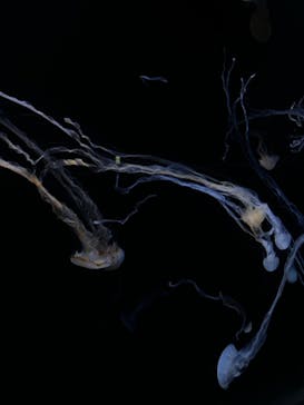 サンシャイン水族館に投稿された画像（2024/8/19）