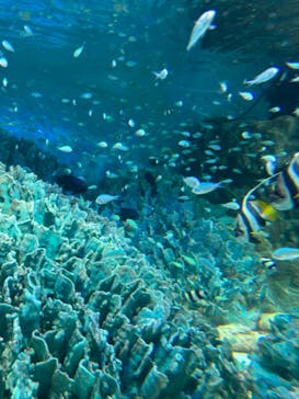 サンシャイン水族館に投稿された画像（2024/8/19）