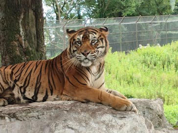 秋吉台自然動物公園 サファリランドに投稿された画像（2024/8/19）