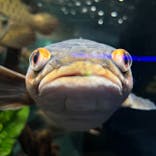 カワスイ 川崎⽔族館に投稿された画像（2024/8/19）