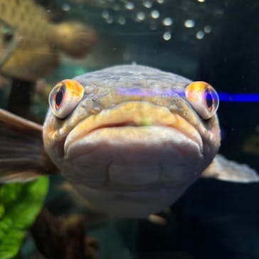 カワスイ 川崎⽔族館に投稿された画像（2024/8/19）