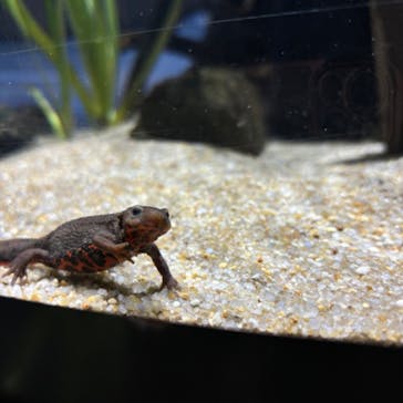 カワスイ 川崎⽔族館に投稿された画像（2024/8/19）