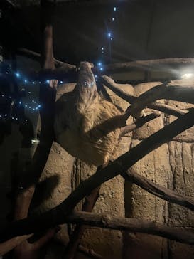 名古屋市東山動植物園に投稿された画像（2024/8/19）